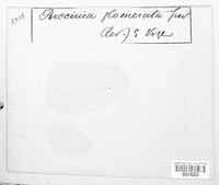 Puccinia glomerata image